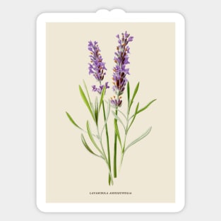 Lavender Antique Botanical Illustration Sticker